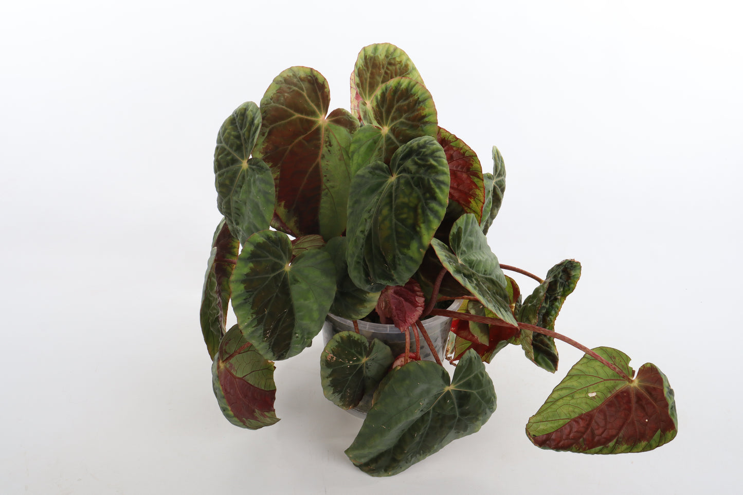 Begonia Burkillii