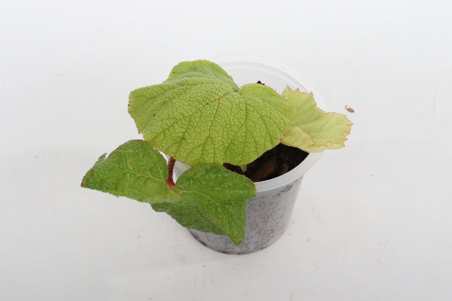 Begonia acida