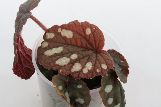 Begonia erectocarpa 'Tuyen Quang'