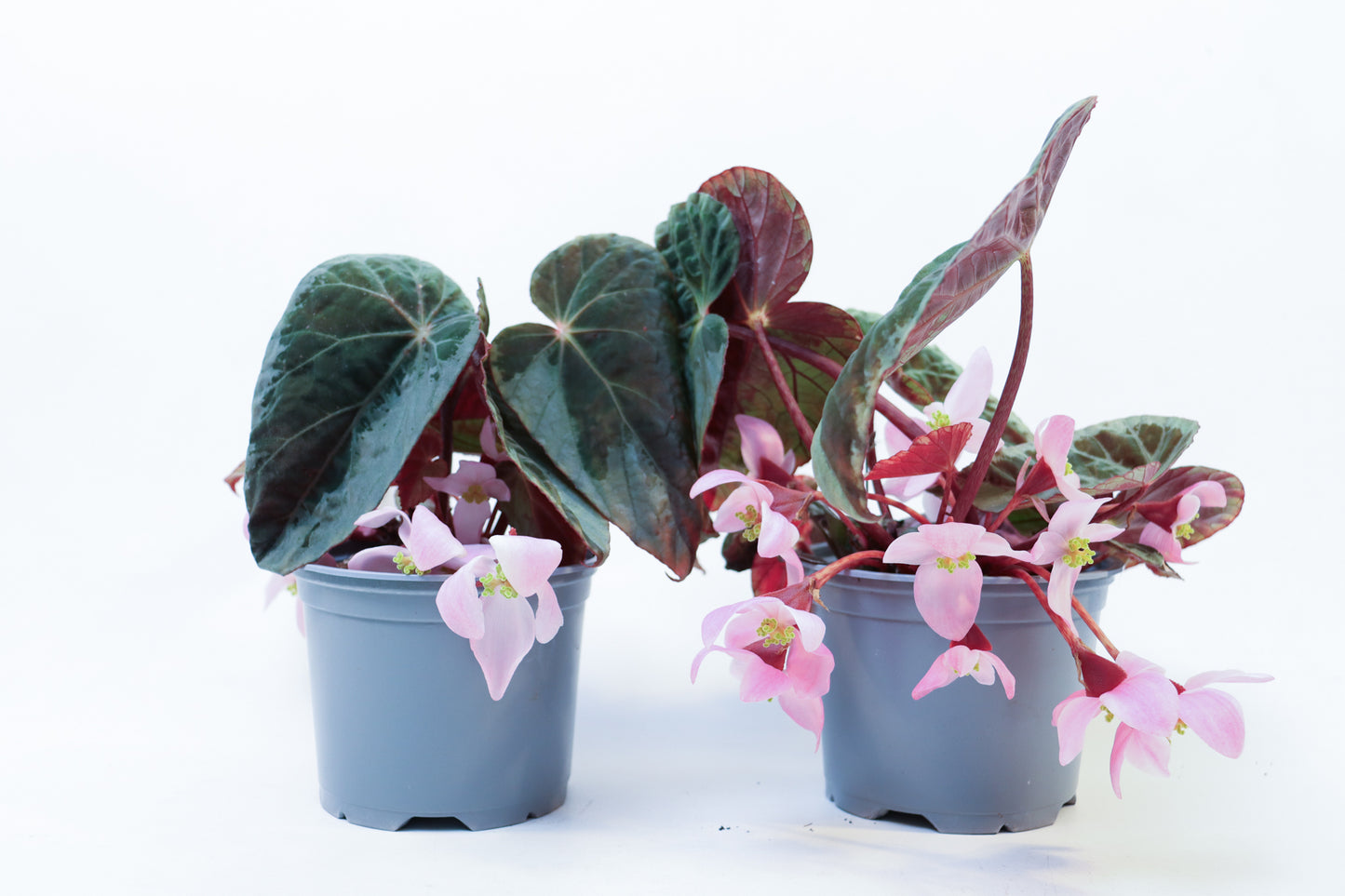 Begonia Burkillii