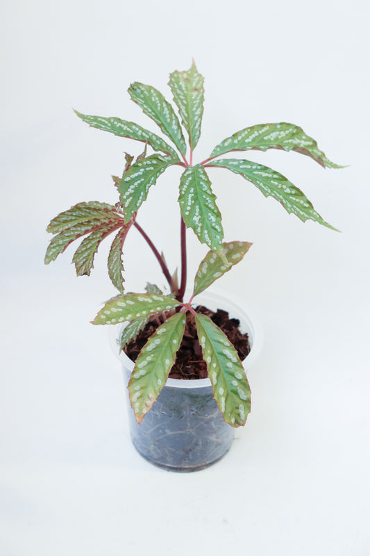 Begonia hemsleyana variegata #2