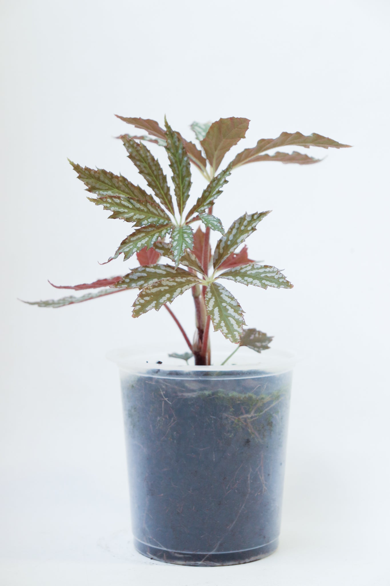 Begonia hemsleyana variegata #1