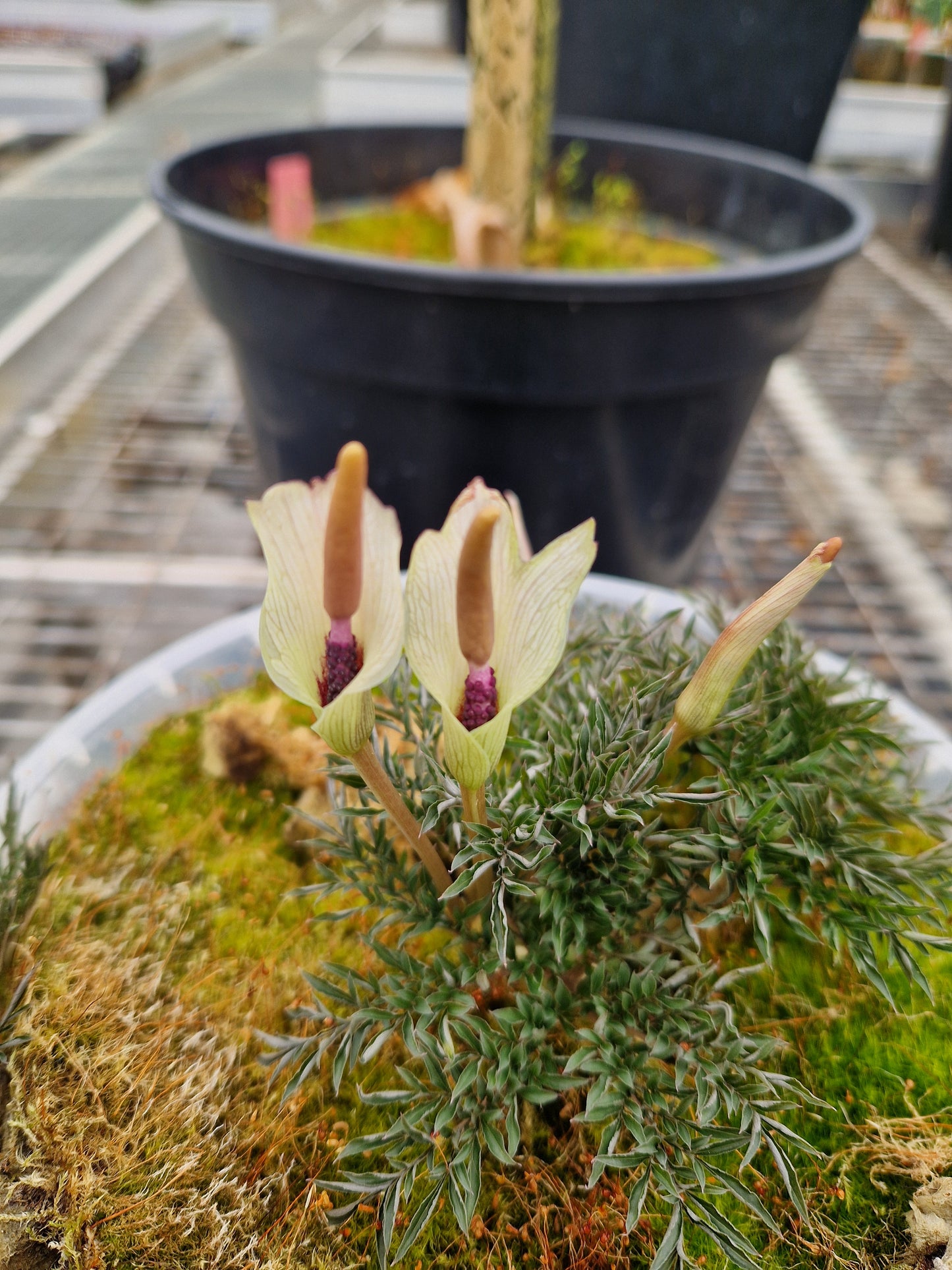 Amorphophallus ongsakulii