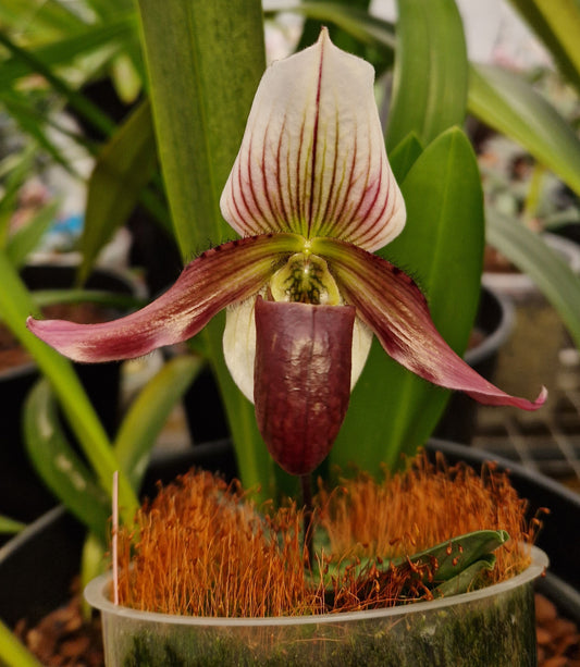 Paphiopedilum canhii x callosum