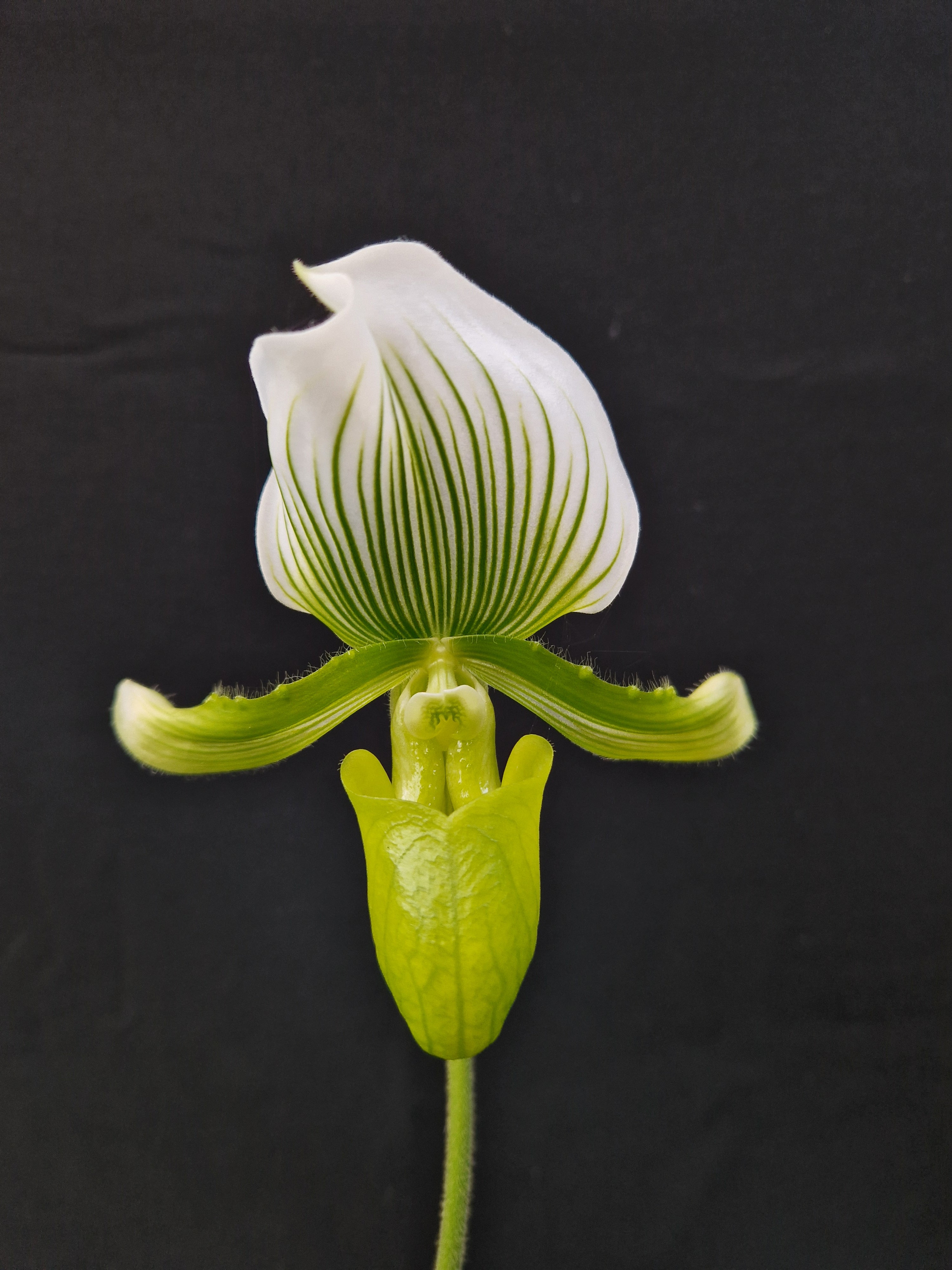 Paphiopedilum maudiae sales