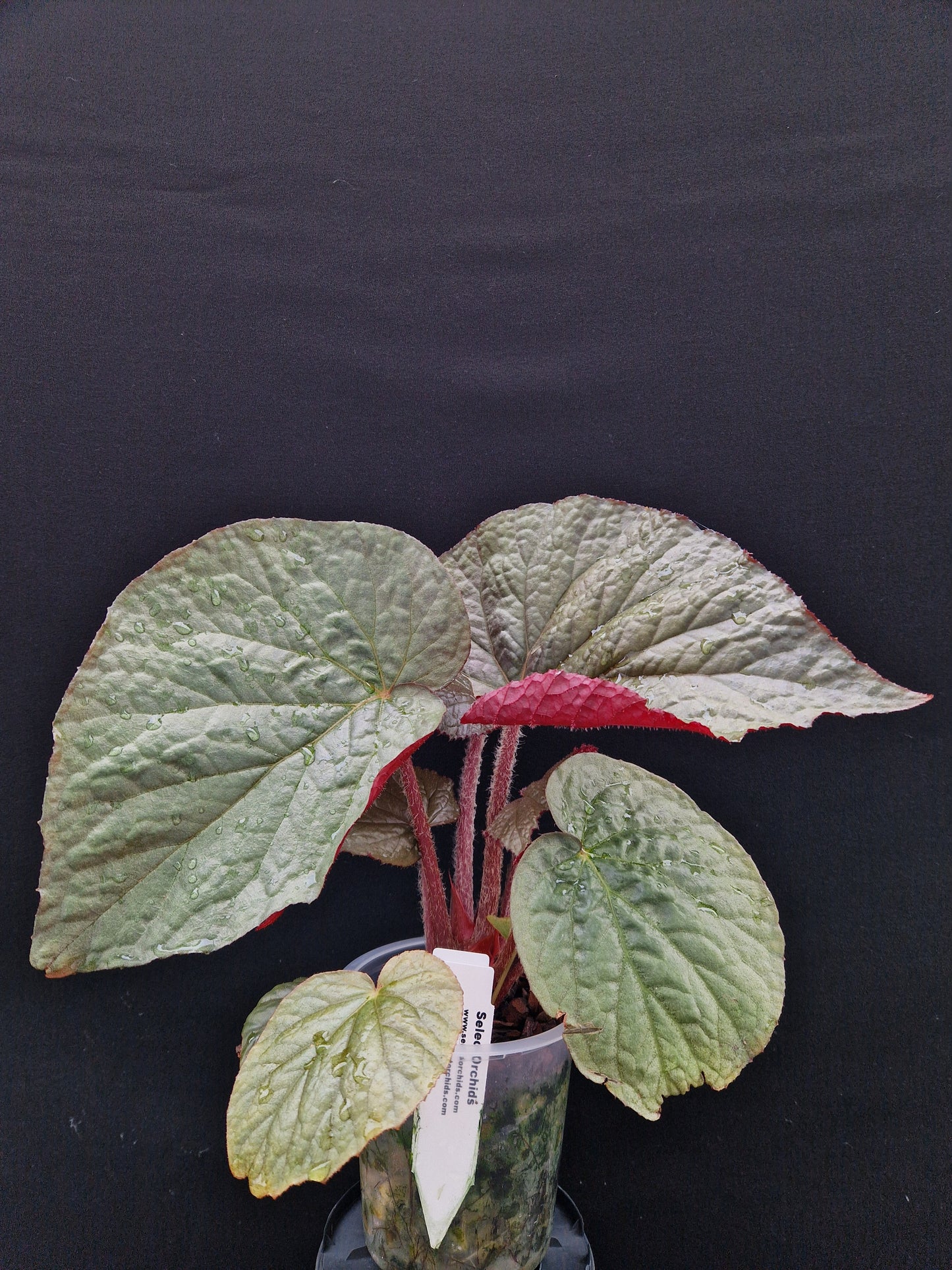 Begonia 'Côte de Castillon' U508