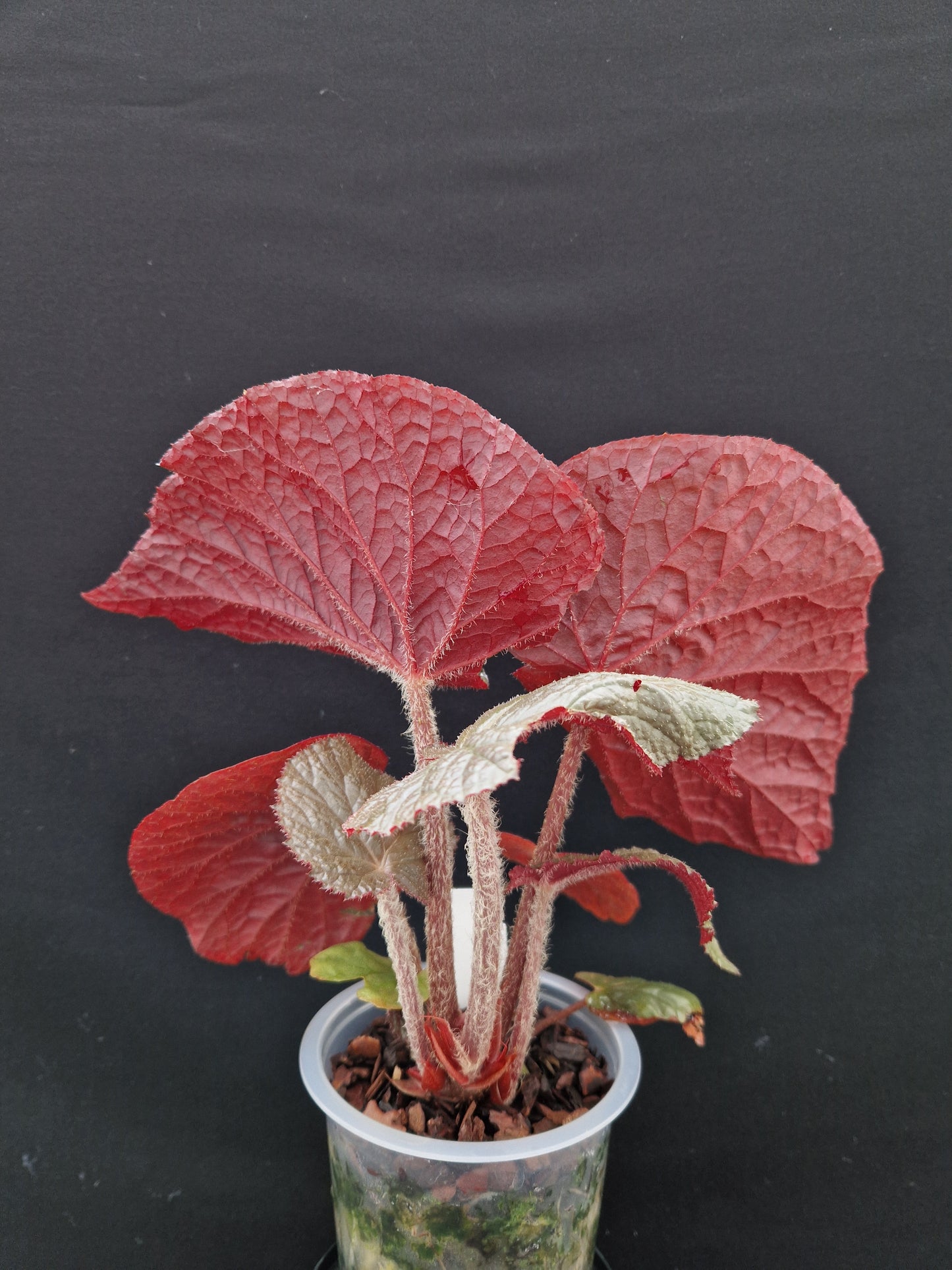 Begonia 'Côte de Castillon' U508