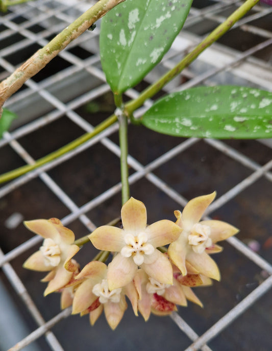Hoya sp. feuille argentée 'Chiem Hoa'