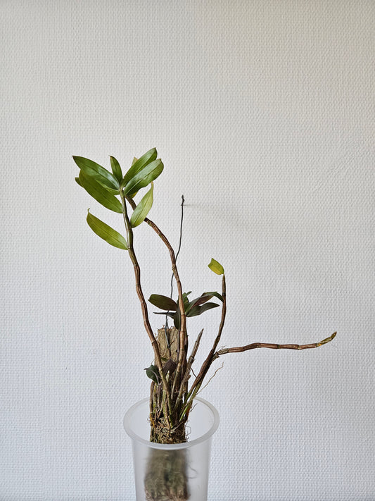 Dendrobium lampongense