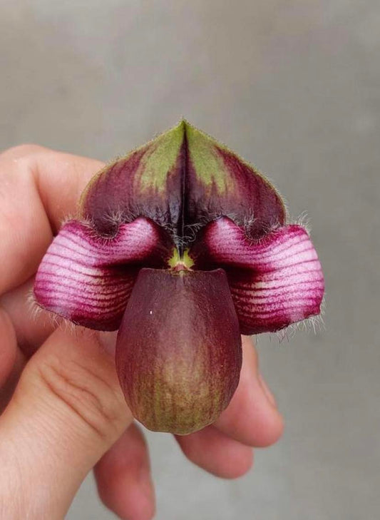 Paphiopedilum hungsuriyanum (generische Eltern)