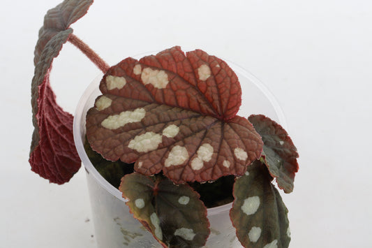 Begonia erectocarpa 'Tuyen Quang' 