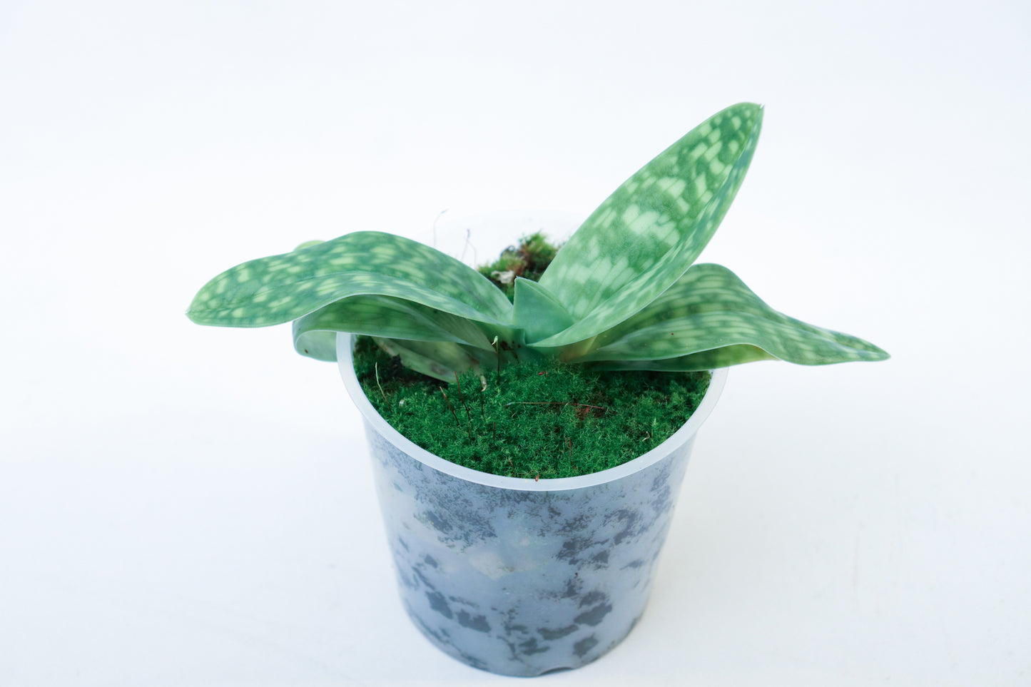 Paphiopedilum Maudiae x selbst