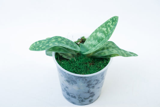 Paphiopedilum Maudiae x selbst
