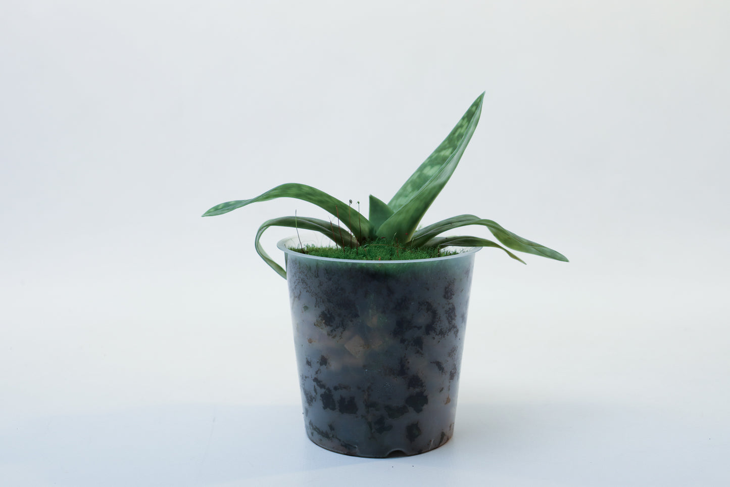 Paphiopedilum Maudiae x selbst