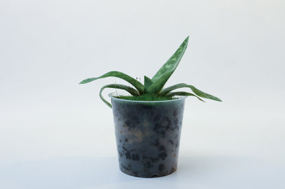 Paphiopedilum Maudiae x selbst
