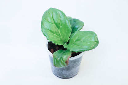 Primulina sp. 'Chiem Hoa' (former >Chirita)