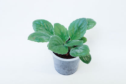 Primulina sp. weiß (ehemals Chirita)