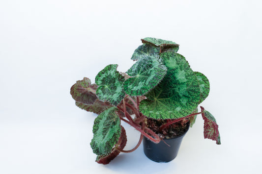Begonia sizemoreae
