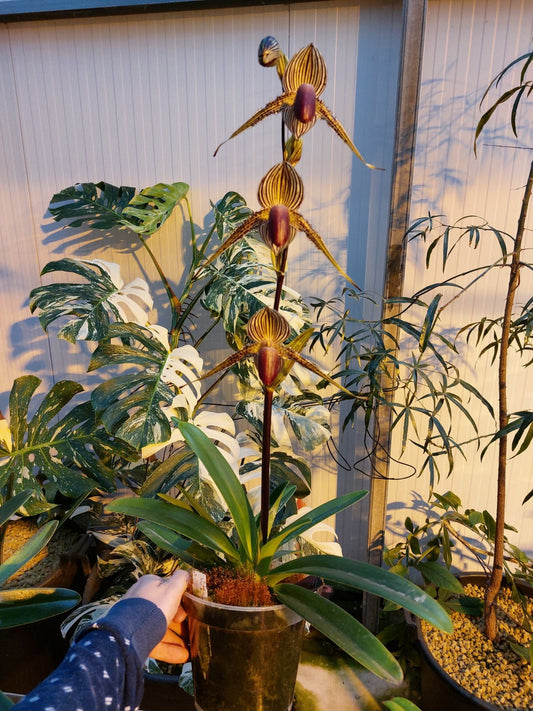 Paphiopedilum rothschildianum 'Red' x 'Ranau'