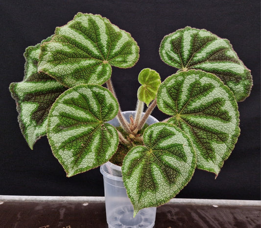 Bégonia variegata 'Ba Be'