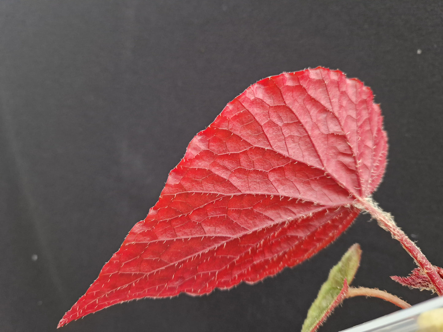 Begonia 'Côte de Castillon' U508