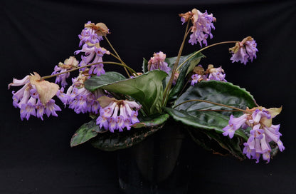 Primulina sp. 'Chiem Hoa' (former >Chirita)