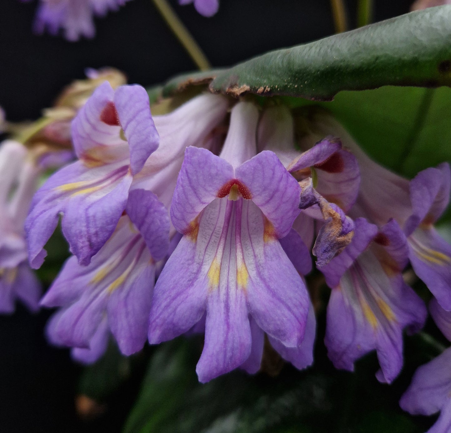 Primulina sp. 'Chiem Hoa' (former >Chirita)
