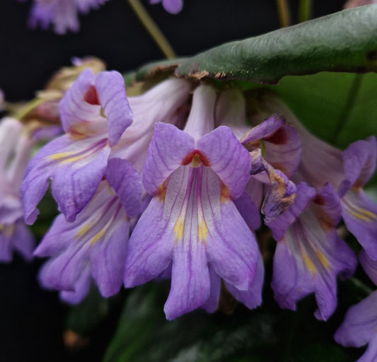 Primulina sp. 'Chiem Hoa' (former >Chirita)