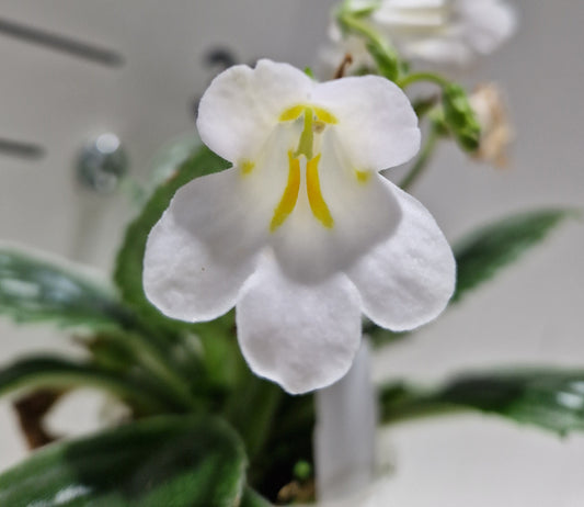 Primulina sp. white (former Chirita)