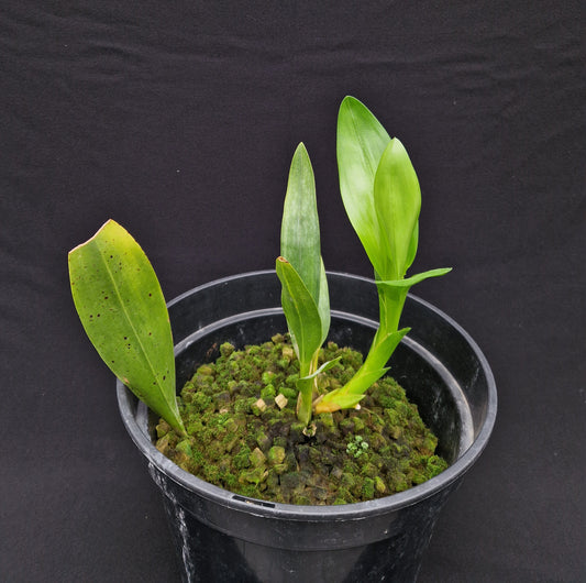 Cyrtochilum pastasae
