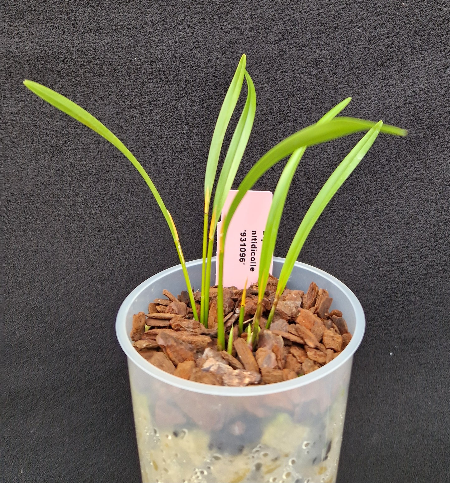 Diplocaulobium nitidicolle