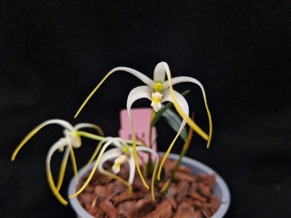 Diplocaulobium sp 3