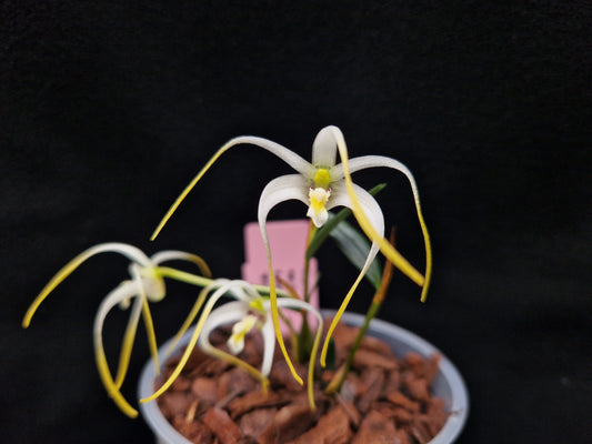 Diplocaulobium sp 3