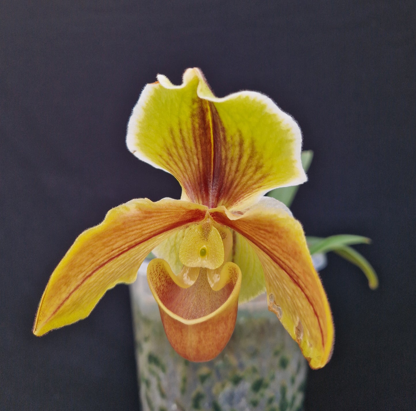 Paphiopedilum Senne Lena 'Beta'