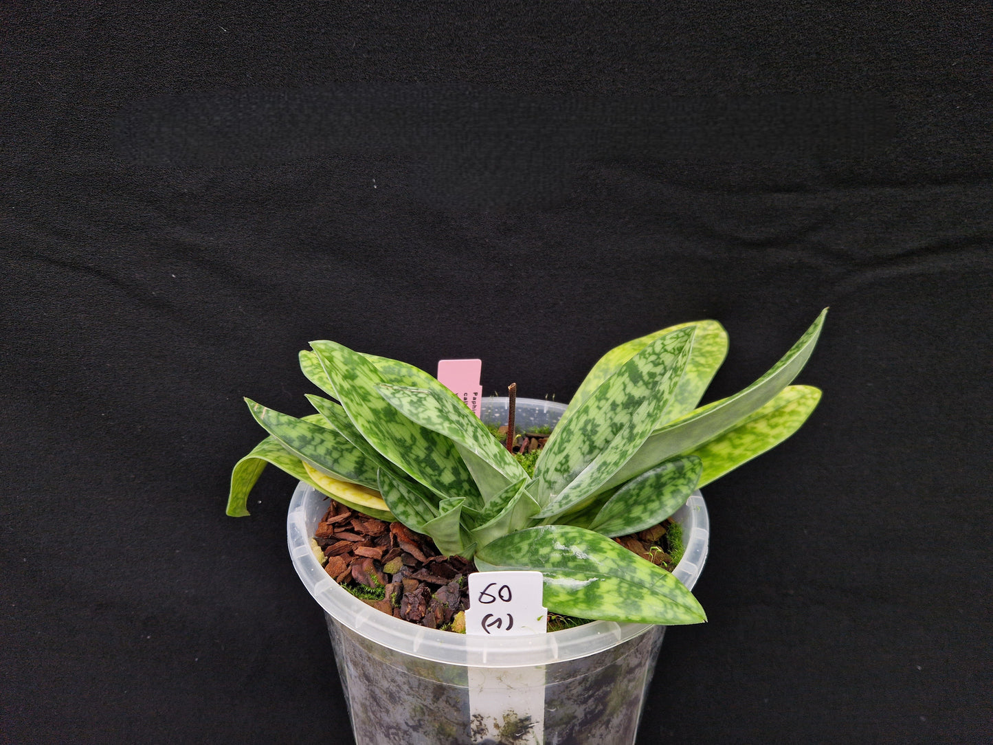 Paphiopedilum callosum var sublaeve