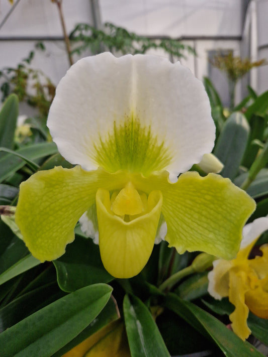 Paphiopedilum Betty Bracey 'Springtime'