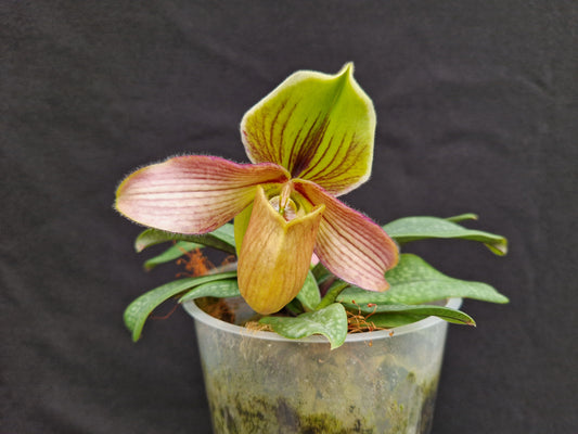 Paphiopedilum Blyat