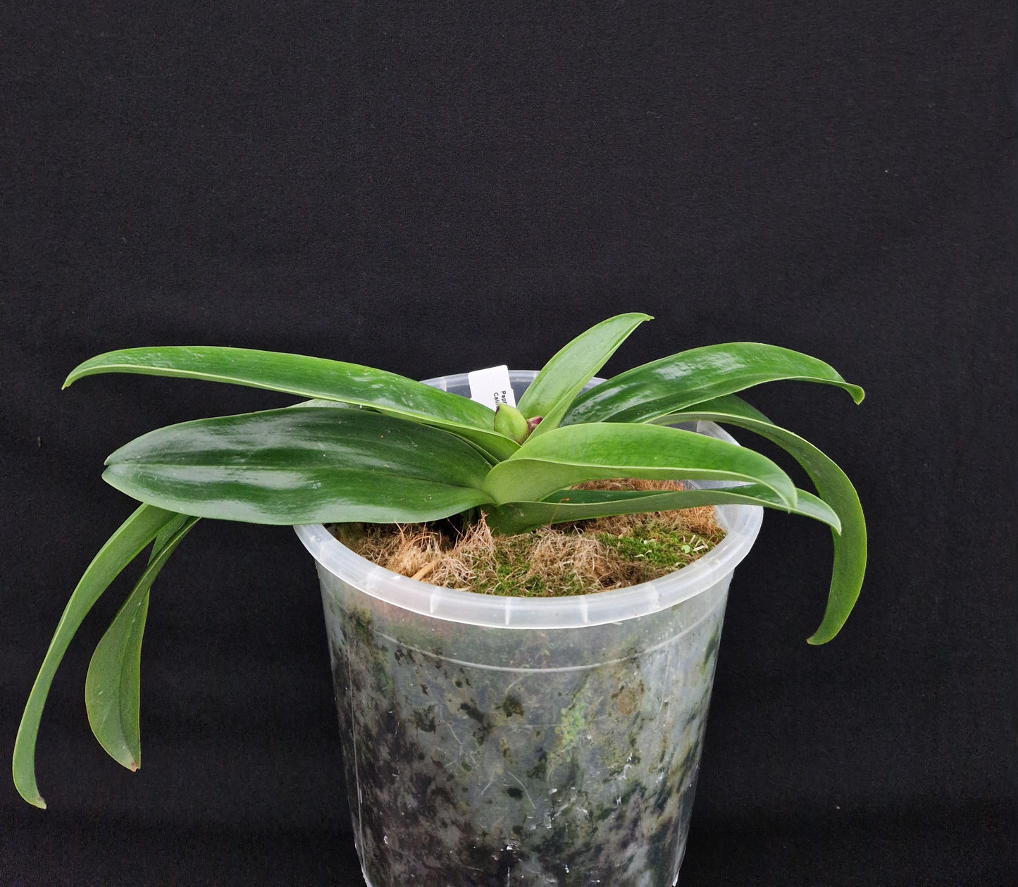 Paphiopedilum Californie Glow