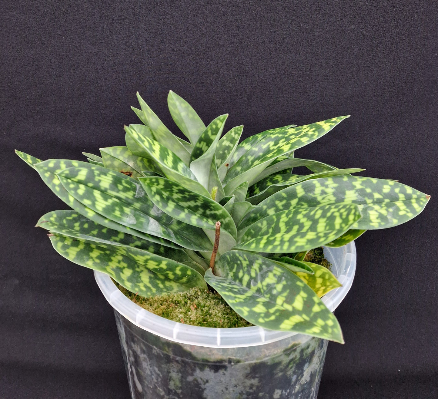 Paphiopedilum Gael