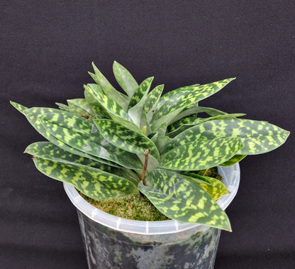 Paphiopedilum Gael