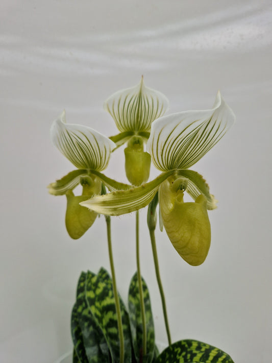 Paphiopedilum Gael