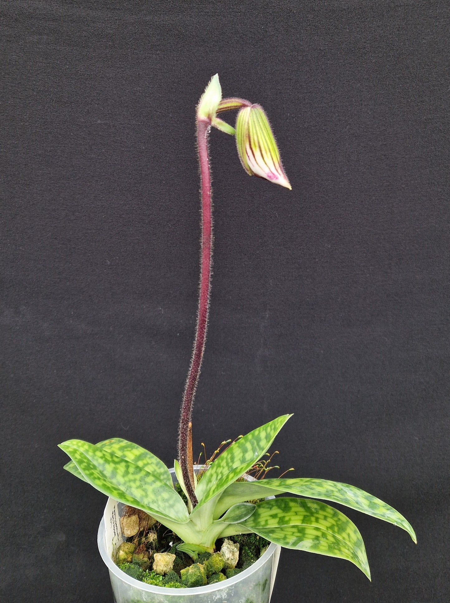 Paphiopedilum Roter Pfeffer (CT)