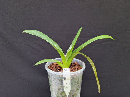 Paphiopedilum parishii