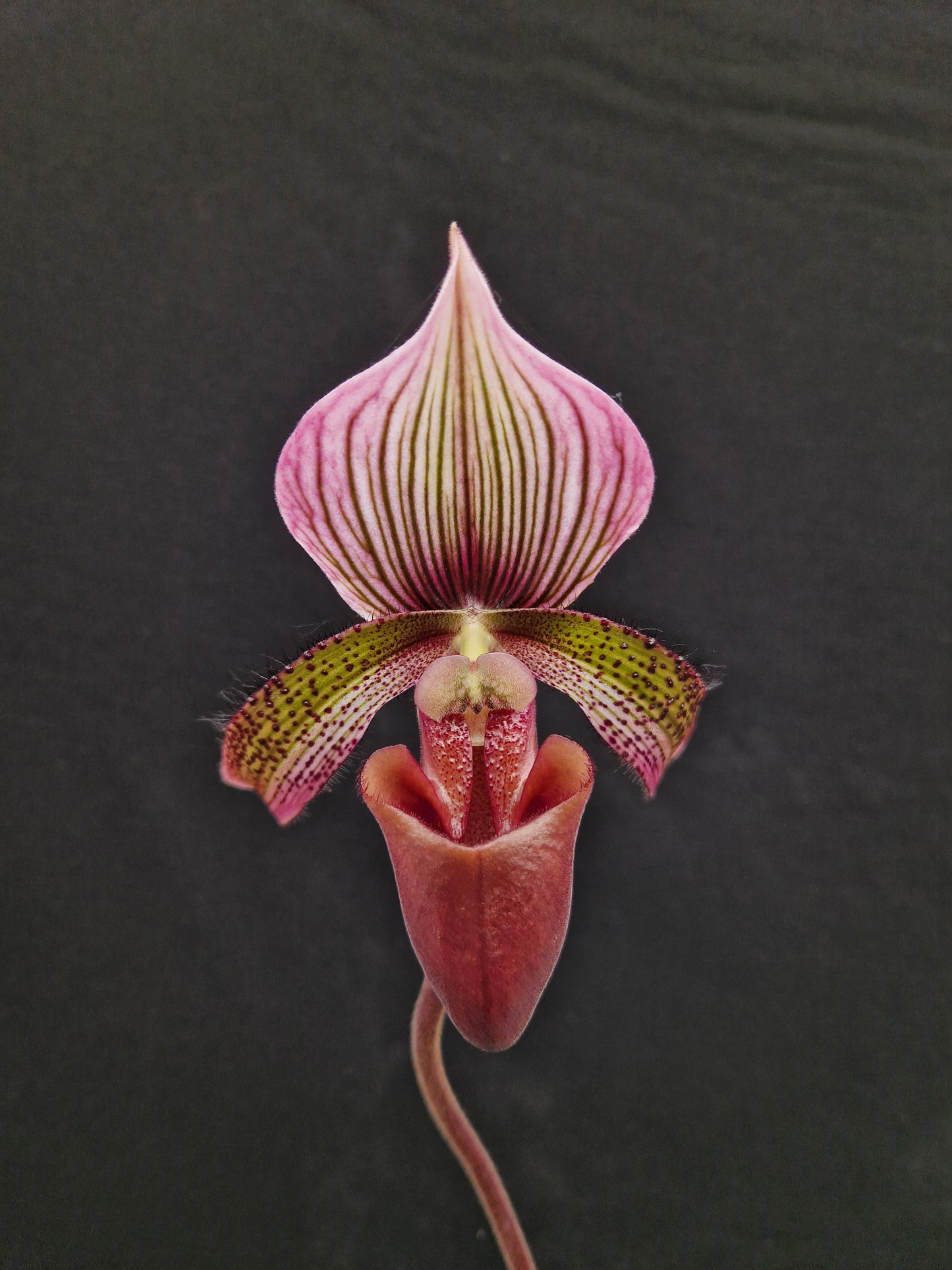 Paphiopedilum roter Pfeffer
