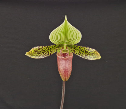 Paphiopedilum Supersuk 'Celle' SM/DOG