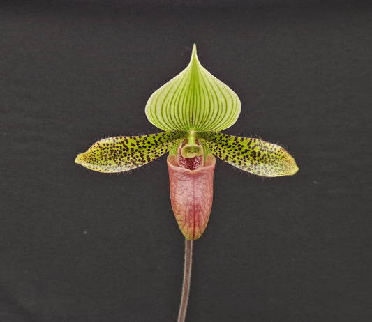 Paphiopedilum Supersuk 'Celle' SM/DOG