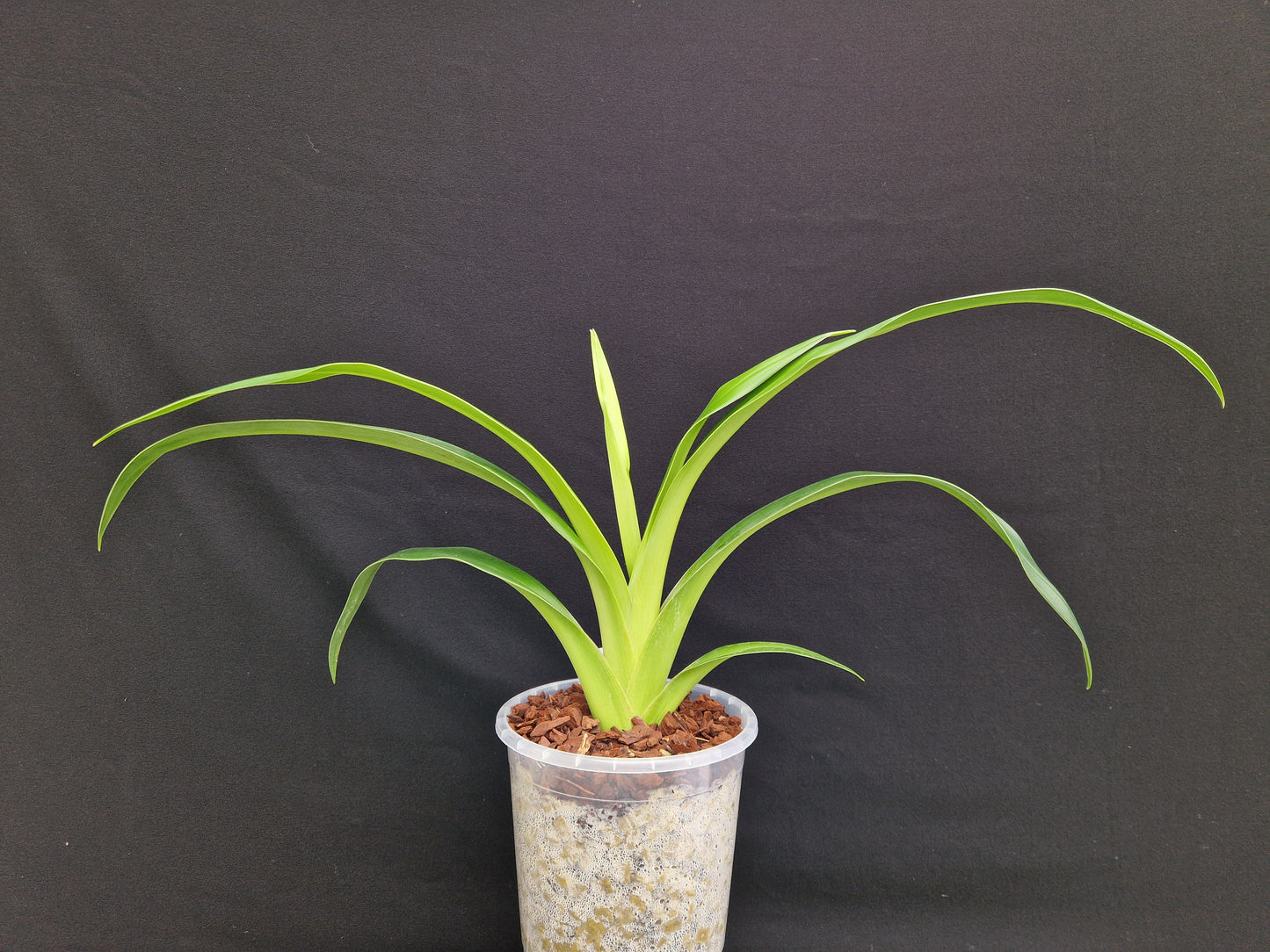 Phragmipedium longifolium 4n 'EYOF'