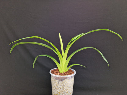 Phragmipedium longifolium 4n 'EYOF'