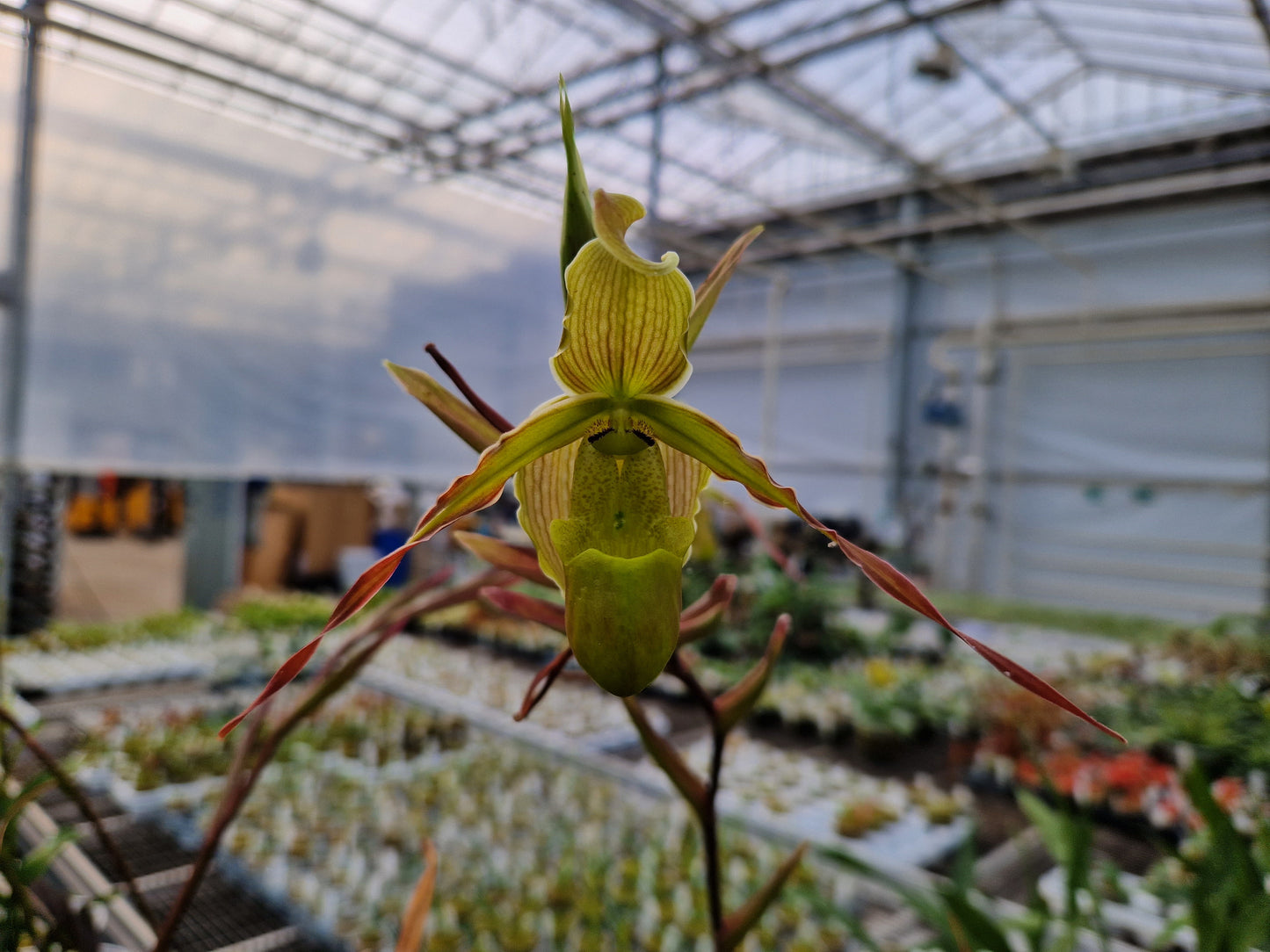 Phragmipedium longifolium 4n 'EYOF'