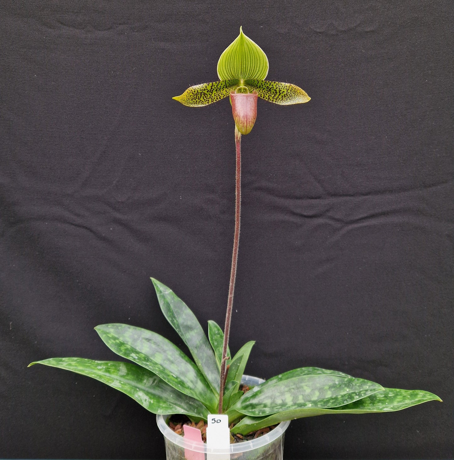 Paphiopedilum Supersuk 'Celle' SM/DOG